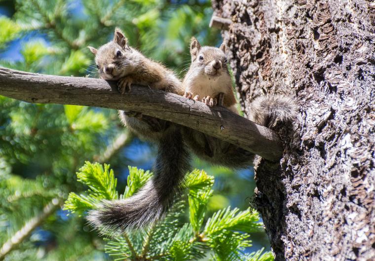 Two juvenile red squirrels in a tree looking down at the camera 