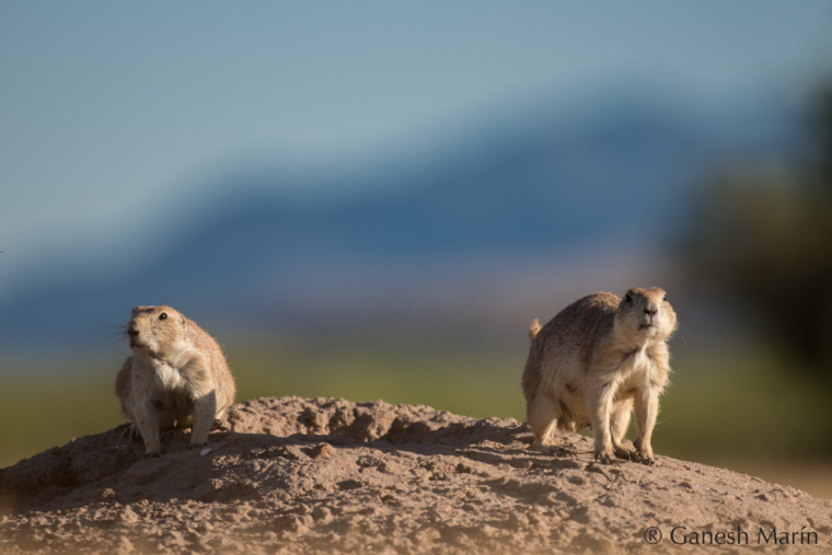 Two ground squirrels sit on top of burrow