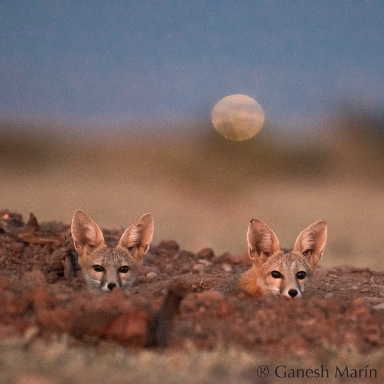 Two kit fox look toward camera with moon in background