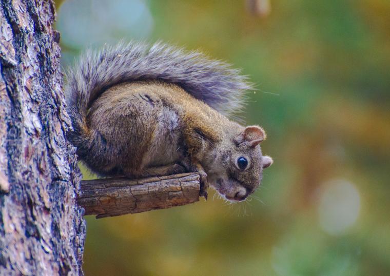 Mt. Graham red squirrel post fire