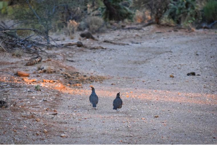 Two Gambel's quail facing away from the camera