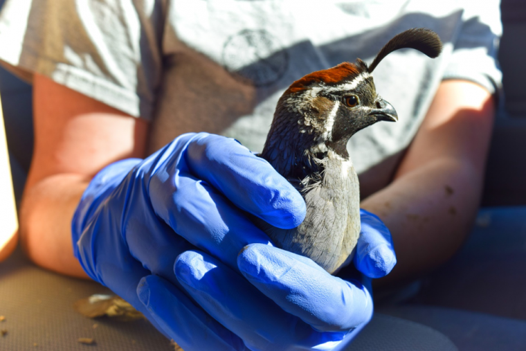 Gambel's Quail held in gloved hands