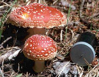 Large mushrooms with film canister for scale