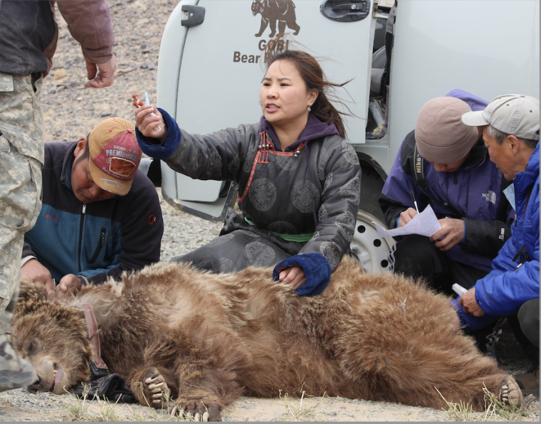 A woman kneeling behind a tranquilized bear surrounded by assistants.