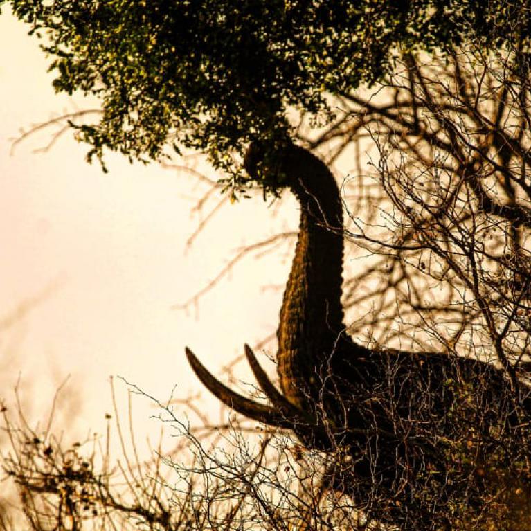 Elephant feeding on Marula tree