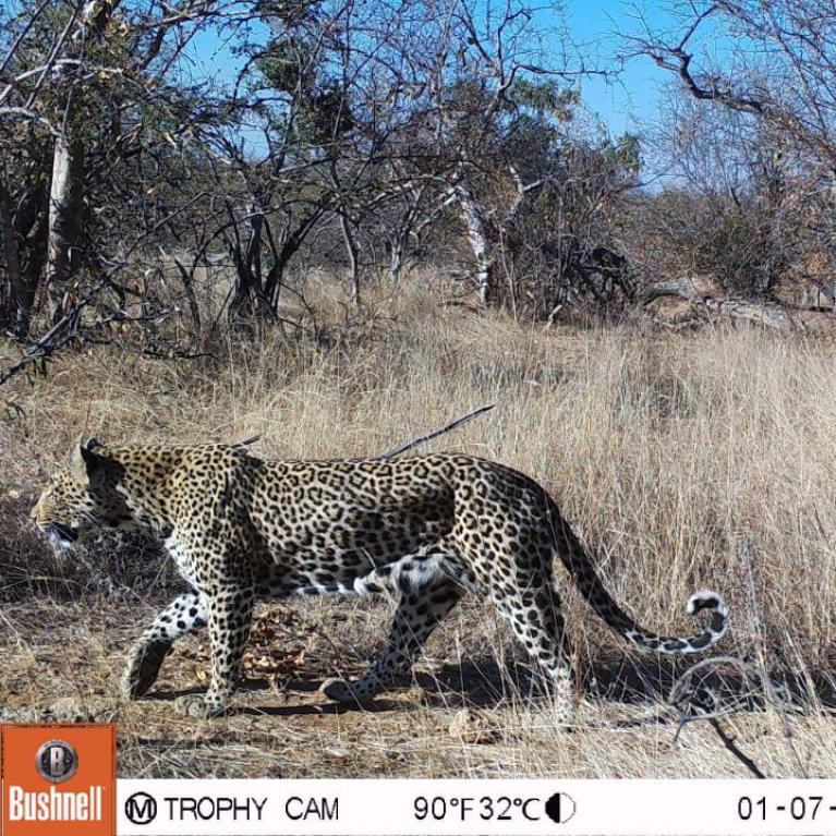 Leopard walks in front of wildlife camera
