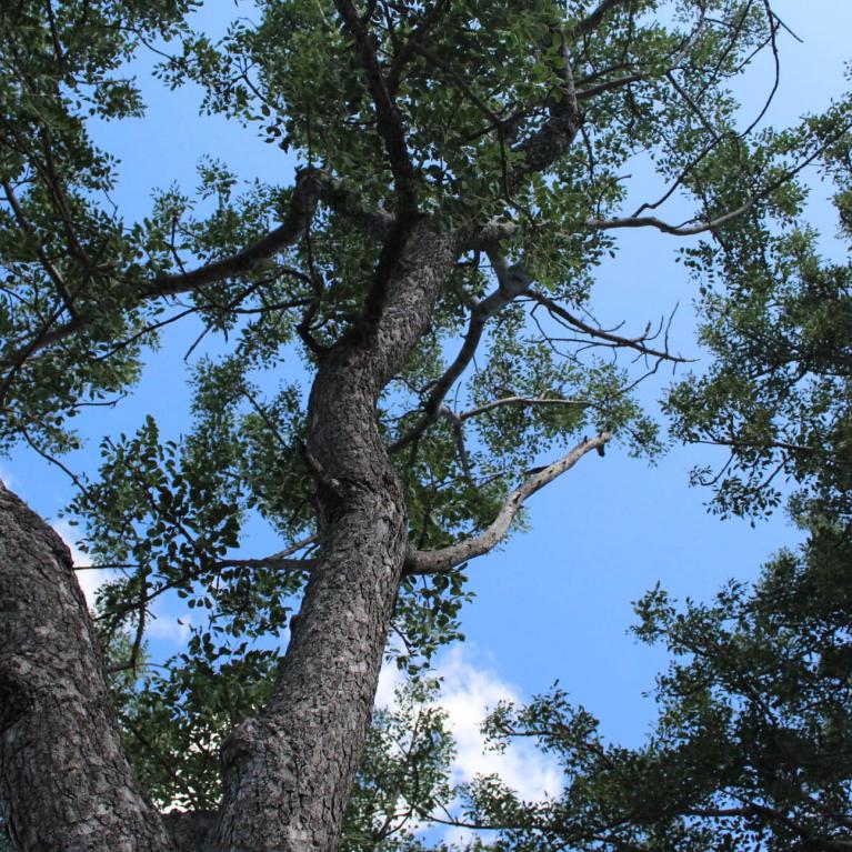 Marula Tree canopy