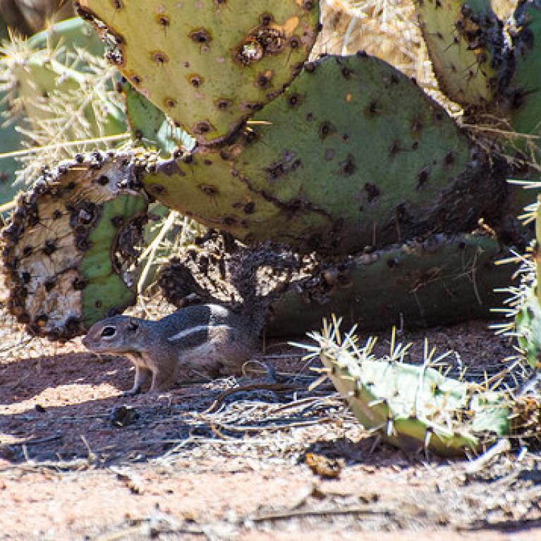 Antelope squirrel beneath prickly pear