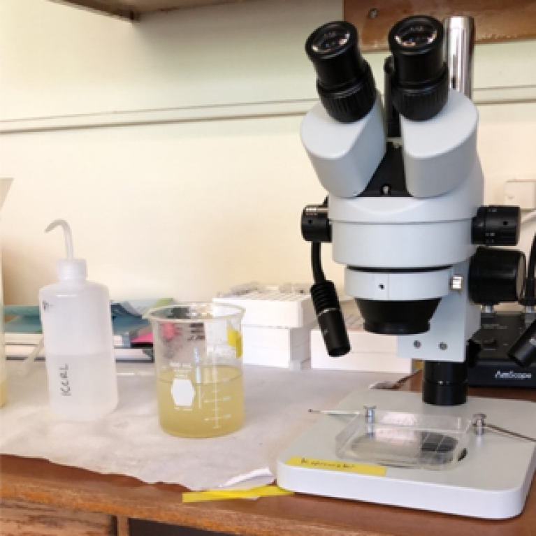 Microscope on desk