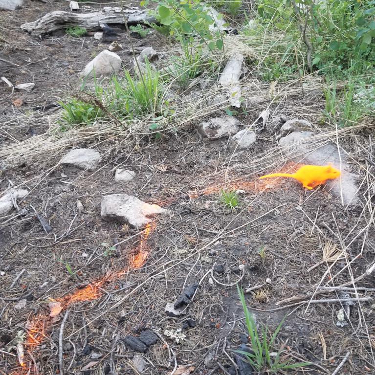 Pack rat covered in orange fluorescent powder leaves orange trail