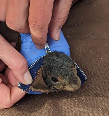 A red squirrel pokes its head out just before release from a handling cone