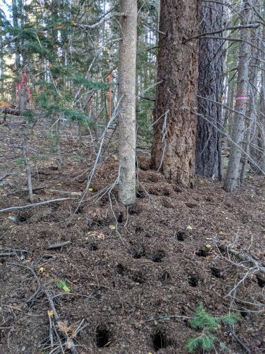 Red squirrel midden