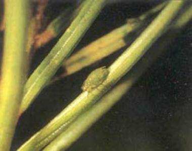 Spruce Aphid