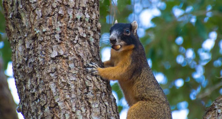 Big Cypress Fox Squirrel in tree