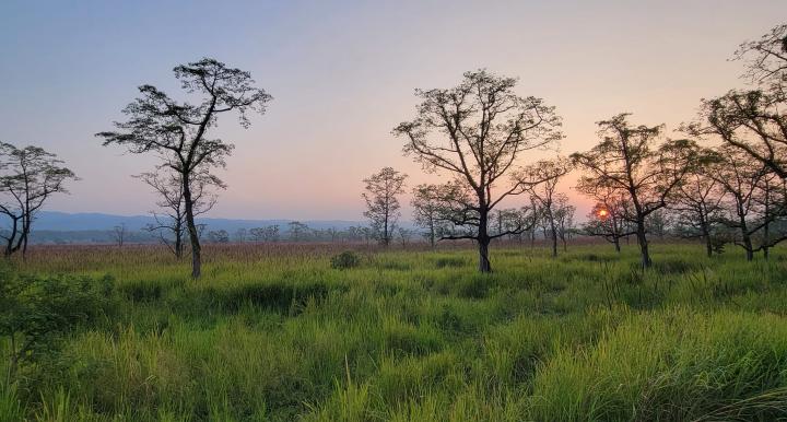 A grassland savannah at sunset in Chitwan National Park, Nepal