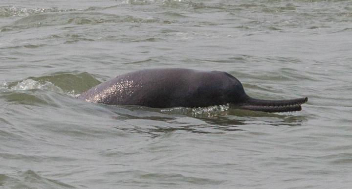 Ganges River Dolphin surfacing