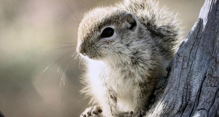 Juvenile ground squirrel looks at camera from tree