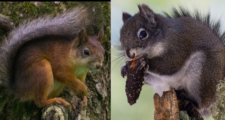 Eurasian red squirrel and Mt. Graham red squirrel