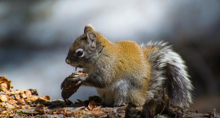 red squirrel with cone on branch