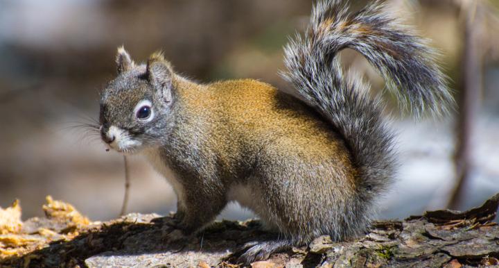 Red squirrel sitting on log and looking toward camera