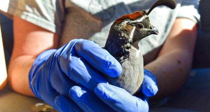 Person holding a quail with gloved hands 