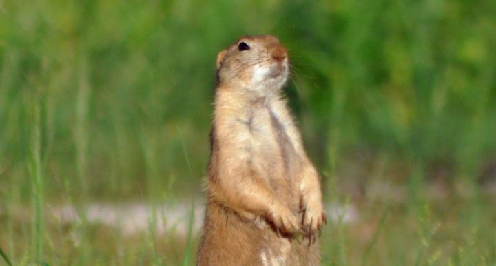 Black-tailed prairie dog