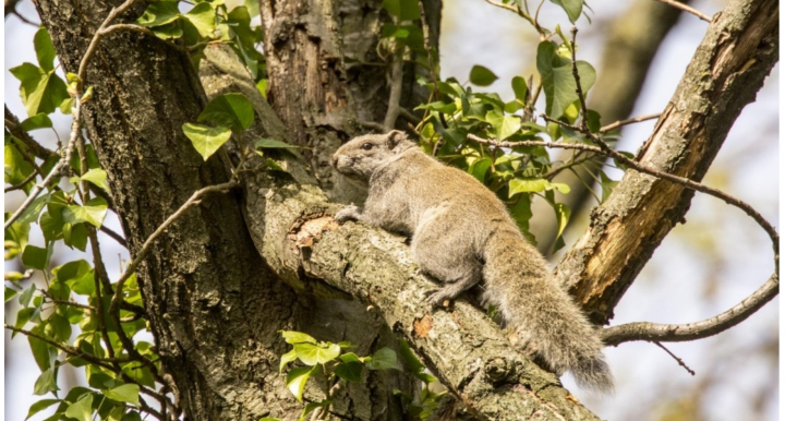 Pallas's squirrel in tree